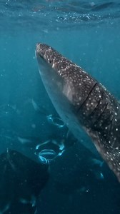 Exploring the depths of the Maldives and discovering its majestic residents. 📷:@br.ranger / @baaatollbiospherereserve #FosterOurFehurihi #WorldsLeadingDestination2022 #VisitMaldives #SunnySideofLife | Visit Maldives