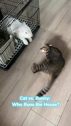 Cat vs. Bunny: Who Really Rules the Home?