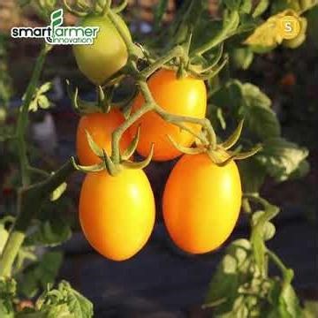 Growing cherry tomatoes using an IoT Smart Farm system generates 2 million baht in income!