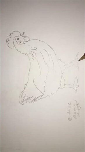 Sketching a chicken #sketch #drawing #howtodraw #howto #art #pencildrawing
