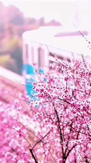 In SW China's Chongqing, plum trees are blooming along the metro tracks. The stunning scene is drawing crowds of visitors to capture the beauty of spring. #Plum #Blossoms #China #Spring