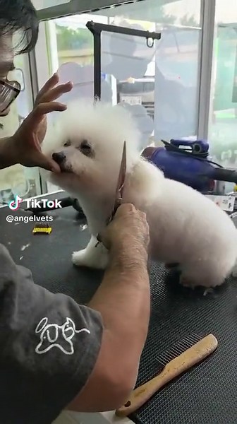 Dios bendice mi negocio ! servicio estética y peluquería canina todos los días! Coyoacán, CDMX, México #angelvets #porelcuidadodetumascota #peludosuavecito #amorperruno #peluqueriacanina
