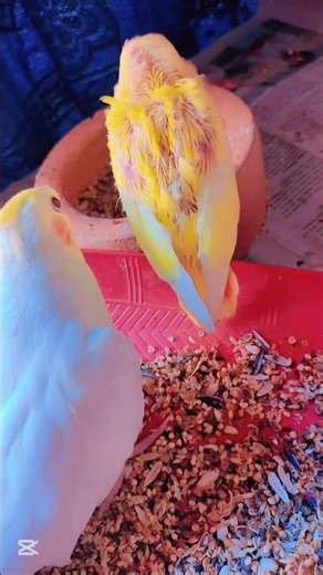 Learning vs Singing 🥰 #shorts #viralshort #cutebirdsdaily #petbird #Cokateil #whistle