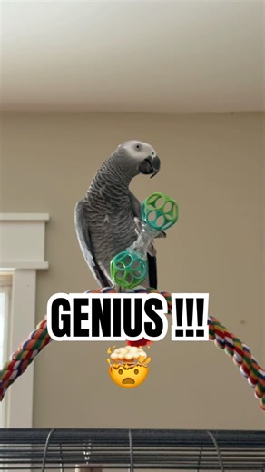 GENIUS PARROT 🤯🦜 #parrot #birds #pets #animals #shorts #viralshorts