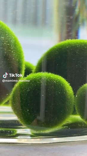 Update ;) After I moved them to a bigger tank put a little seasalt the water biofilm problem disappeared 😍 rn they’re healthy and thriving. (Ps: I put them to this small jar just to film content😜) #marimo #marimomossball #マリモ #まりも #marimodairy