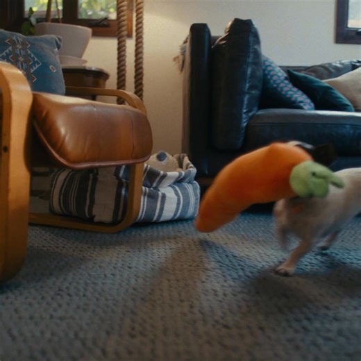 From his favorite toys to his favorite food, Dad uses Chewy to get Jaws everything he loves to sink his teeth into. | Chewy