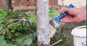 Applying Lime to Trees and Soil Health: Methods Used in Gardens and Agricultural Fields