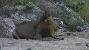There is no sound quite like it, the deep, rib-rattling roar of a dominant male lion. A sound that is both terrifying and mesmerizing - primal, powerful. Each roar is a declaration - this is my kingdom. #wildearth #lion #safari #nature #wildlife | Wildearth