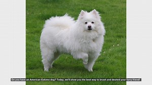 How to Brush and Deshed Your American Eskimo Dog