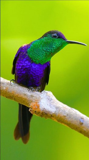 Morning Bird Watching in the Wild – Dawn Birds with Stunning Feather Patterns
