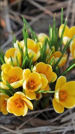 The first flowers - make way for spring!