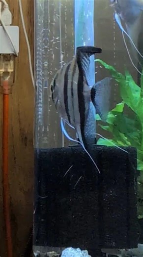 the angelfish fry are all free swimming!