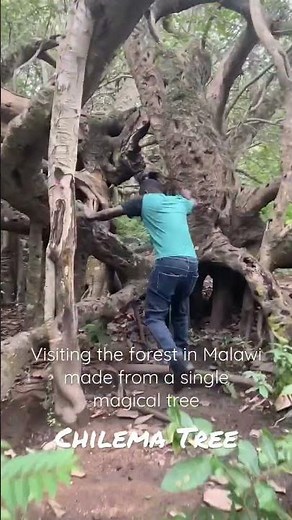 Malawi’s MAGICAL Chilema Tree in Malosa, Zomba. A single tree continuing for 200 metres! #malawi