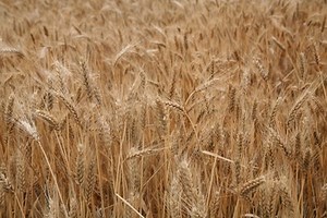 How to Use a Can Sealer | Homesteady