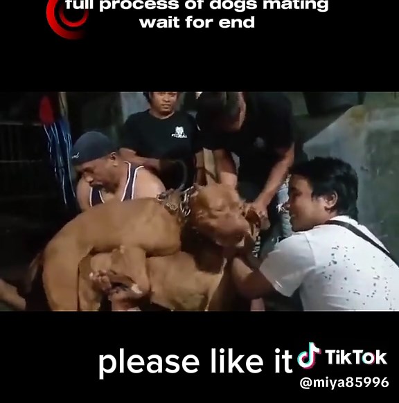 full process of dogs mating #Americandogs #dogsmating #unfreezemyacount #foryouusa #usaaudience #viralusaticktok🇺🇸 @TikTok