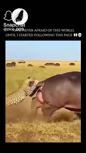 most unlucky cheeta 🤢🤢🤮🤮 #subscribe for more videos