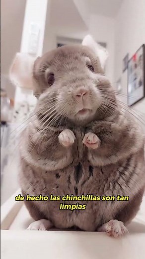 "The chinchilla, the cleanest rodent in the world"