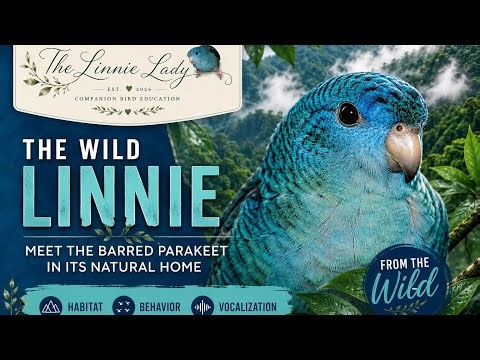 The Wild Linnie 🌿 | Where Lineolated Parakeets Come From
