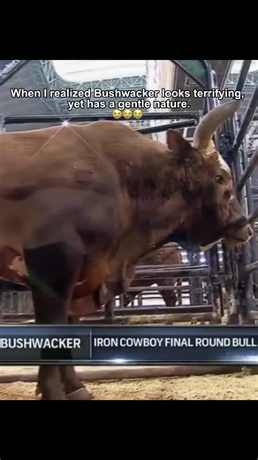 Meet Bushwacker: The Calmest Bull in the PBR