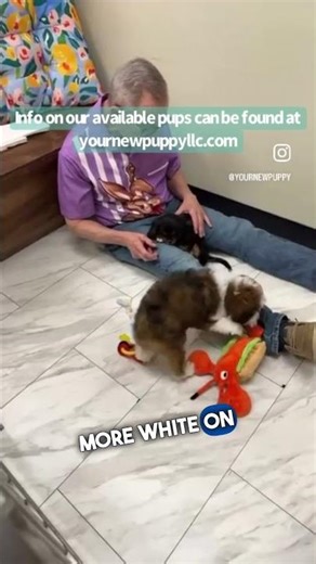 Snippet from our Friday Night Live! Live here on YouTube most Fridays. #cavalier #puppy #puppyvideos