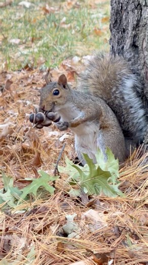 Straight from the acorn tree—someone’s got their mouth full today! 🐿️🌰 #squirrel #fblifestyle #acorn #autumn | Naiz to Meet Nature, Birds & Wildlife