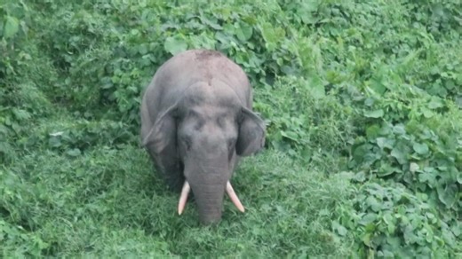 🌿 🌍 Today is World Habitat Day! 🌍 🌿 And a powerful reminder that healthy habitats are vital for all living beings–wildlife and people alike. From elephants in rainforests to communities living alongside them, every species deserves safe, thriving homes. Yet habitat destruction (think deforestation, pollution and impacts of climate change) is driving countless animals toward extinction. And destroying the very land people depend on for their survival. This #WorldHabitatDay, let’s stand togeth