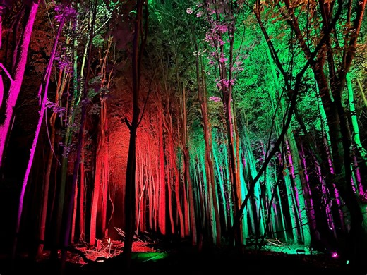Michigan forest turning into spooky, nighttime illuminated Halloween trail