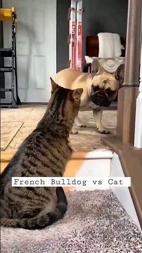 French Bulldog vs Cat | Fight Moment 🥷🏻 | Dangerous ⚠️ | #frenchbulldog #shorts #dog