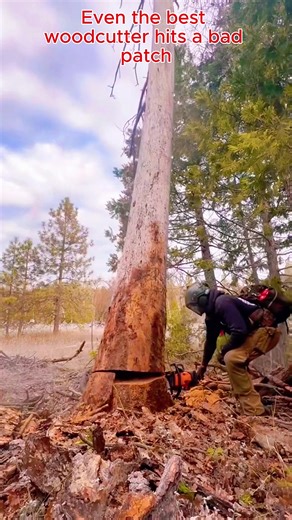 Tree Logging Fails that Damage Homes