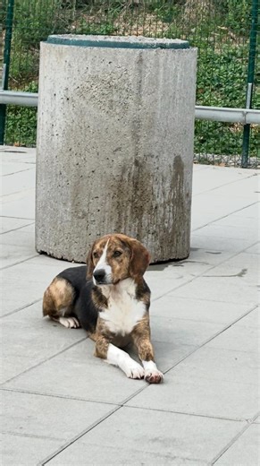 Zusammen mit Anica und Luke lebte Ksenon in einem Vorort. Weil sich Anwohner über das Buddeln beschwerten, nahmen wir die drei auf und versorgten sie. Ksenon zeigt sich seitdem als sehr verschmust, freundlich und menschenbezogen. Er wünscht sich ein ruhiges, liebevolles Zuhause – bei Menschen, die sein sanftes Wesen schätzen. er ist auch wirklich schön, ein echter Hingucker. #animalrescuebosnia #adoptdontshop #rescuedog #ksenon #hundeliebe #shelterdog #tierschutzverein #nrw #bosnia #adoptme http