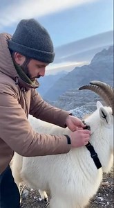 Goats POV: Relax and Watch | #goat #chill #asmr