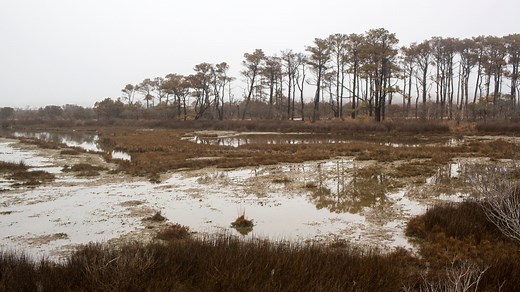 Ghost forests are growing as sea levels rise