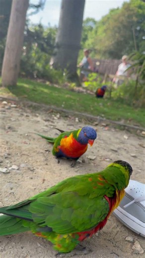 Rainbow lorikeets