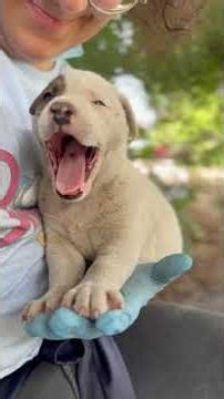 Puppies Rescued From A Landfill Inspire Something Much Bigger | The Dodo