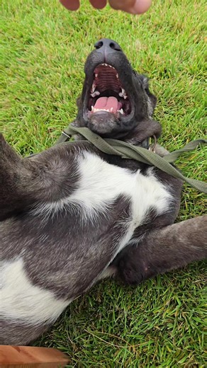 LUNA #5month #panterkangal #kangaldog#anatolianshepherd#anadoluaslanı #kangalvideo #kangal_tr