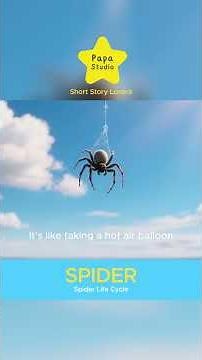 Spider - Life Cycle
