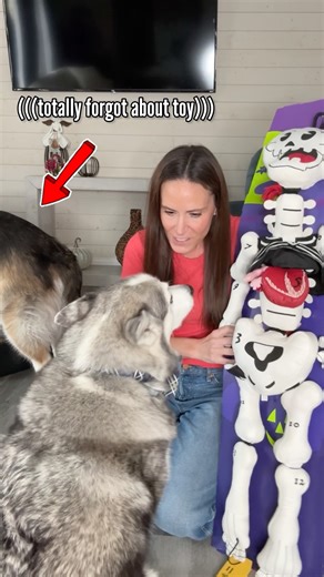 Almost time for Beckys dirt nap. Champ and Tyson got the 4 and a half foot skeleton plush from Petco. Not only is a mega toy like Tyson likes BUT it comes apart into 15 smaller pieces so Champ can have some fun too! It is finally a win for everyone! | The Half Husky Bros