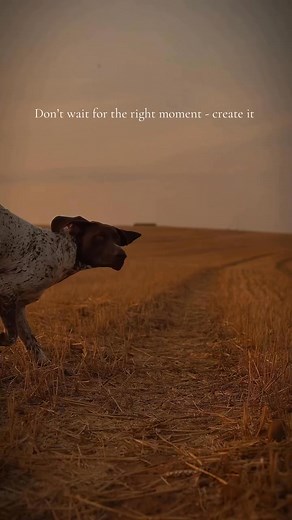 You are what’s stopping you — — #photography#germanpointer#gwp#lab#outdoors#pointer#forest#sonyA7#dogsofinstagram#hunting#birddogoftheday#huntingdog#sportingdogs#workingdogs#jrt#gsd#gsp#sunset#workingdog#germanshorthairedpointer#birddog | German shorthaired pointer