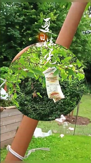 Cherry Picker DIY / 自制摘樱桃工具 / Outil Maison pour Cerises