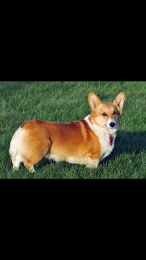 Adorable Dorgi Corgi Dachshund Mix Puppy Compilation