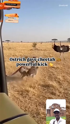 The ostrich gave cheetah 🐆 powerful kick when rescued her baby from the predator. Visit Malawi for its exceptionally friendly people ("Warm Heart of Africa"), stunning Lake Malawi (beaches, water sports, unique fish), diverse landscapes (mountains, plateaus, parks), and authentic, uncrowded African experience with great value for money, combining relaxation, wildlife, and cultural immersion. It's a compact, peaceful nation offering a mix of safari, beach, and cultural activities without the ove