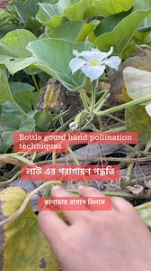 Bottle gourd hand pollination techniques. #bottlegourd #garden #handpolination #everyoneシ゚ @highlight @followers | Ruma Islam - Canada