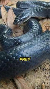 This Snake Hunts Other Snakes 😱🐍 | Mussurana – The Ultimate Snake Hunter #amazonjungle #snakes
