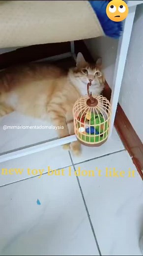 i don't like bird... #pageforyou #fpyyyyyyyyyyシ #tabtabtabicat