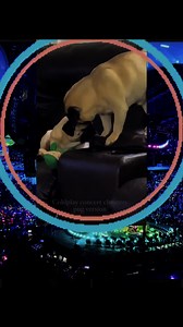 Coldplay concert cheaters pug version 🤣🤣😂😝🐶🐶 #coldplayconcert #funny #pug #ceocheaters | Pug Philosophy