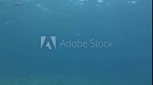 School of fish swims on the blue water in sun rays. Saddled Seabream, Saddle bream or Oblade (Oblada melanura) Mediterranean Sea