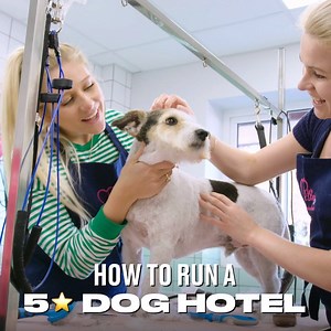 948K views · 4.5K reactions | Being the manager of a 5-star dog hotel looks AMAZING - who'd love to do this?!  | LADbible | Facebook