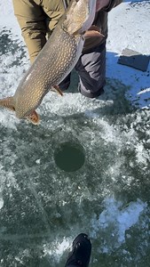 Absolute giant from today. Ice fishing might not last long but we would love to show you what the hard water is all about. Book on our website now we’d love to host you with all of the top of the line gear. #icefishing #eaglenestflyshack #catchandrelease | Eagle Nest Fly Shack & Lodge