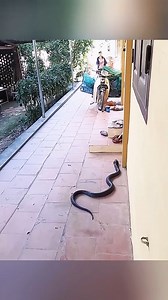 King cobra hunting chicken😱 | Killer Instinct Podcast