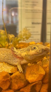 1.1K views · 35 reactions | Day in the Life of our Western Lesser Siren, Nottasnake! You can visit him in our Life Science Lab. 珞 Learn more: https://www.slsc.org/exhibits-attractions/life-science-lab/ | Saint Louis Science Center | Facebook